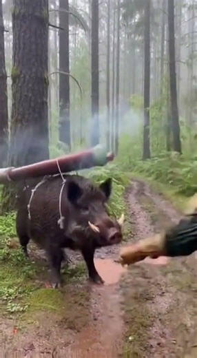 Who gave this Pig a Cracker Bazooka?! 😭💀 #funny #cgi