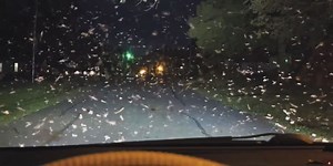 Termites swarm across SWLA; local experts weigh in