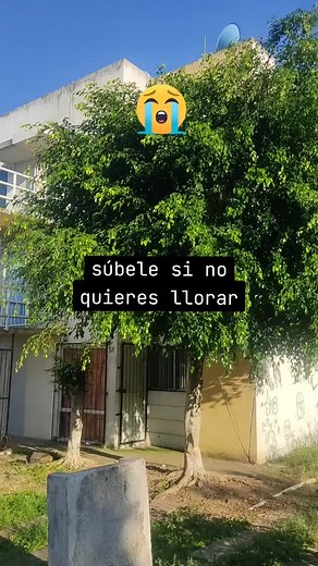 Cuidado del Ficus Benjamina: ¿Por qué se está secando?