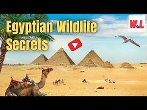 Egyptian Wildlife: 16 Famous Animals That You Will Love