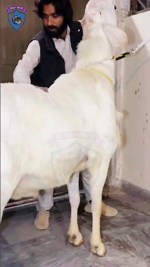 Majestic Giant: The White Fat-Tailed Ram. #giant