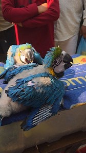 Macaw parrot handfeeding time. #macaw #parrot #birdwatching #birds | Exotic Pets Aviary
