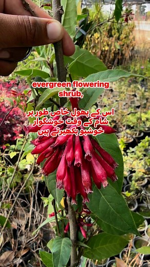 1.5K views · 4 comments | “Evergreen and fragrant! ✨ Cestrum newellii adds charm to your garden with its vibrant red flowers and delightful evening scent. Would you like to add it to your garden? ”#CestrumNewellii #FloweringShrub #FragrantGarden #EveningBloom #EvergreenBeauty #GardenLovers #PlantNursery #DogarOnlineNursery #PakistanGardening | Dogar Online Nursary and Kitchen Gardening Shop | Facebook