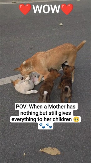❤️WOW❤️ Mother's Love needs no words-Only Sacrifice 🐕🍼 #mother #care #doglove #dog #puppy #puppylove