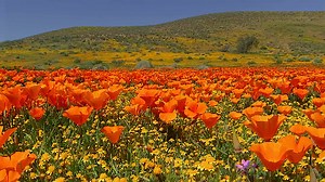 Field of Flowers Animated Wallpaper - MyLiveWallpapers.com
