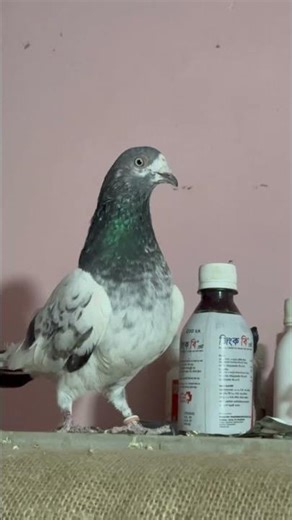 ma sha allah madi kobutor 🤍🤍🤍