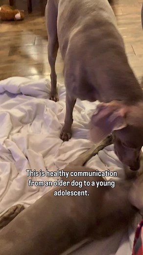 6.9K views · 1K reactions | What do you think? I stopped filming because Jade needed redirecting as she was very over aroused and Goose was getting to the point where she was having enough. Goose was the grandma of the pack 藍 | Weim_Crime.sisters | Facebook