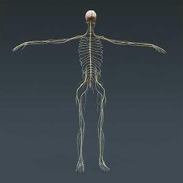 Human anatomy body || skeleton and Internal organs||