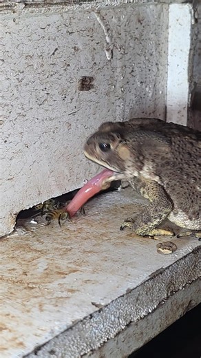 Night is a scary and risky time for bees. | Phary BeeKeeper