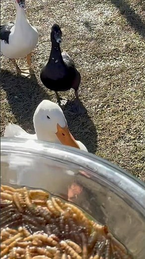 Feeding Time Reveals Everything 🦆