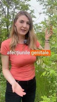 Salcâmul (Robinia pseudoacacia) – beneficii terapeutice și utilizări surprinzătoare