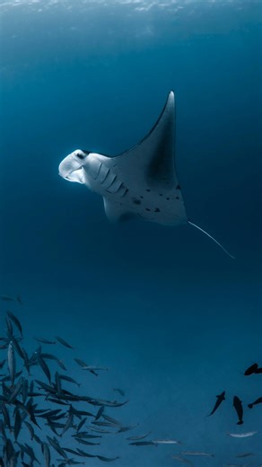 Laura Gs on Instagram: "Ocean Advent Calendar — Day 17 🤿 Travel has a way of opening doors — not just to new places, but to new perspectives. For me, it’s always been about discovering different oceans. New reefs, new rhythms, new ways life moves underwater. Going back to scuba diving on this trip felt special. Slowing down, sinking beneath the surface, and spending time simply observing. Sharing dives with people who love the ocean just as deeply — connections that often become just as meaning