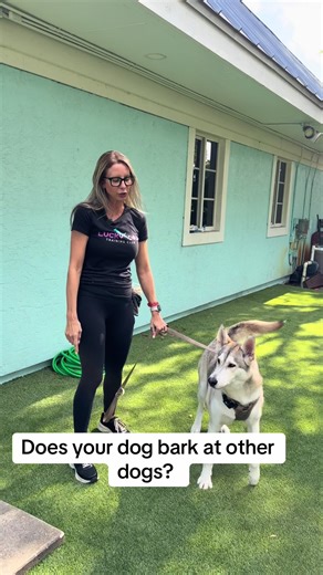 Effective Puppy Training Tips for Reactive Dogs