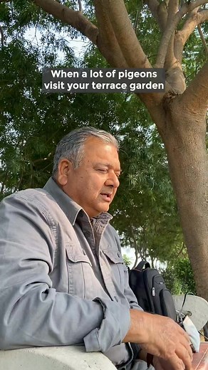 231K views · 3.1K reactions | Excessive pigeons on your balconies or terraces can damage your plants #pigeons #gardening #gardeningtips #plants #terracegarden | Peepal Baba | Facebook