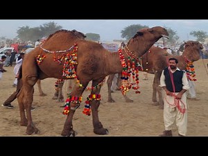 Worlds Biggest Camel | Documentary
