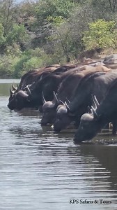 22K views · 470 reactions | Up Close with the Majestic Buffalo Herd's Watering Moment in Kruger Park #safariafrica #animals | Discover TV | Facebook