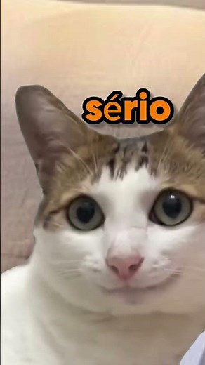 WHAT VOICE IS THAT? #cats