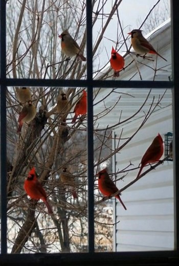 288K views · 10K reactions | The Cardinal brings messages the heart can feel. #CardinalBeauty #vairalreels #birdlovers #fblifestyle #cardinal #birdlife #CardinalStory | Whispers of the Cardinal | Facebook