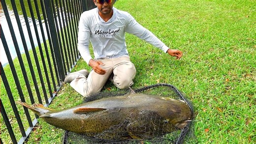 Catching a giant exotic hybrid tiger catfish in Florida