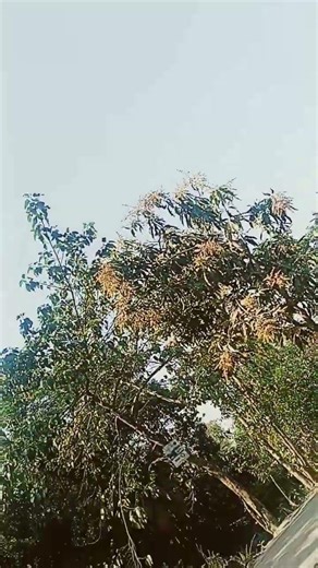 RFL PVC Ceiling Board Price in Bangladesh | PVC Panel Ceilinginstallation cost bd #pvcceiling#pvc