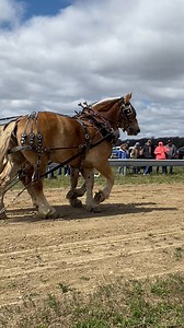 49K views · 1.1K reactions | Big Belgian horses #horses | Jerry Carrick | Facebook
