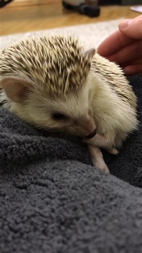 Mmmm, so tasty paw😋 | Rick the Hedgehog
