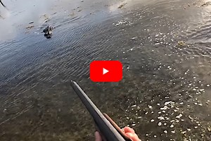 Alligator Eats Downed Duck, Stalks the Hunter Who Shot It