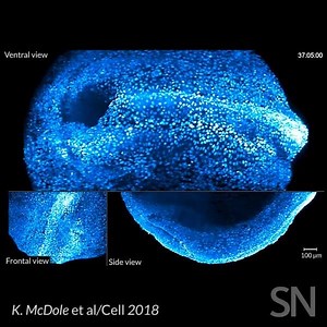 A new microscope offers an unprecedented view of how mammals are built, cell by cell. Scientists tracked the development of a mouse embryo with the microscope, mapping the life history of every cell. (Learn more: https://www.sciencenews.org/article/see-these-dazzling-images-growing-mouse-embryo) | Science News Magazine