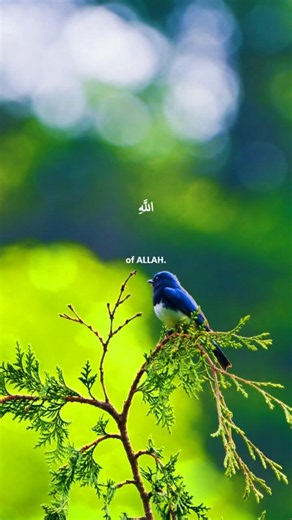 Look at the sky and listen to this | Surah Luqman 10-11| Breathtaking recitation by Yasser Al-Dosari
