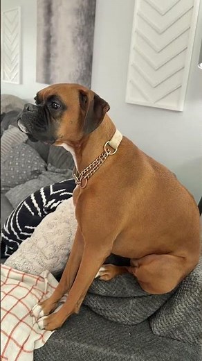 Dog trying to be a cat