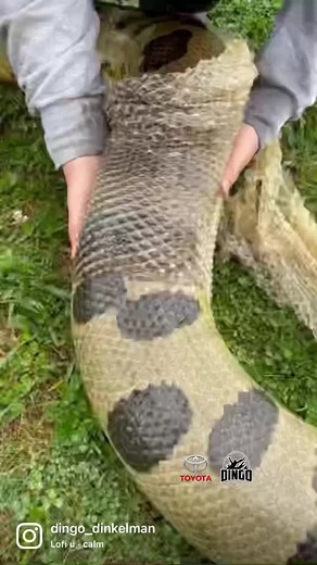 58K views · 340 reactions | Shedding time seems to be a breeze for Dot the Green Anaconda since she soaks almost all day everyday! #DingoDinkelman #TheDinkelmans #Reptiles #Snakes #DingosFarmAndReptilePark #DingosAnimalKingdom #EducateInspireProtect #Animals #Reels #ToyotaSA #Anaconda #Shed | Dingo | Facebook