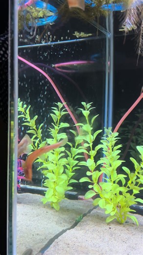 #dojoloach #weatherloach #golddojo #fishtok | fish