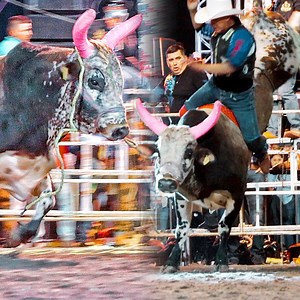 ¡¡UN TORAZO SIEMPRE SERÁ UN TORAZO!! El Multicolor un torazo espectacular en su juego quitándose así a la "Cotorra de Apatlaco" . . . #todossomosjaripeo #torosdereparo #lomejordeljaripeo | Todos Somos Jaripeo