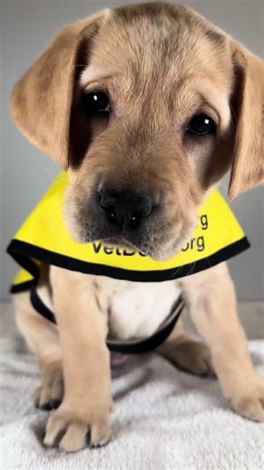 How could you not fall in love with these faces? For a limited time, every donation will be matched, up to $50,000, doubling your impact thanks to an anonymous donor. Your gift helps support our guide dog program and the future guide dogs who are just getting started. Donate today through the link in our bio. 🦮 VD: Short clips of yellow and black Lab puppies play quickly. The puppies are sitting in their yellow Assistance Dog in Training vests while having the official puppy portraits taken.