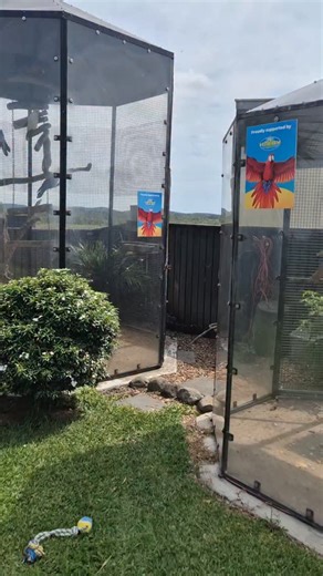 Echo adventures. Operant conditioning and positive reinforcement at work. Freedom through training. ⚠️ Disclaimer: Free flight is advanced behaviour training, not a beginner activity. It should only be attempted with the appropriate preparation under the guidance of an experienced mentor. | Eddie's Flight Club