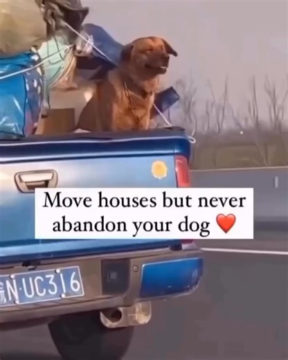 Life changes — people move, jobs shift, new chapters begin. Sometimes we pack up everything we own, drive to a new city, and start all over again. But in the middle of all that chaos, there’s one thing that should never be left behind: the loyal heart that never stops waiting by the door 🐾. Your dog doesn’t care if your new house is smaller or bigger, if it has a fancy yard or just a tiny patch of grass. They don’t care about boxes, furniture, or decorations. All they want is you. They’ve loved