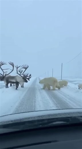 Promptopia AI on Instagram: "On a snowy Arctic causeway, three massive polar bears cross from one side while reindeer with towering, spiral-staircase antlers cross from the other. The two species pass each other in tense silence through falling snow, creating an unbelievable wildlife traffic jam caught on dashcam."