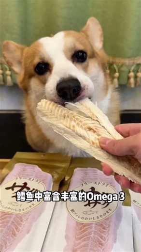 The freeze-dried cod from Hell Kitchen is really of good quality #Corgi#Cute pets and grea