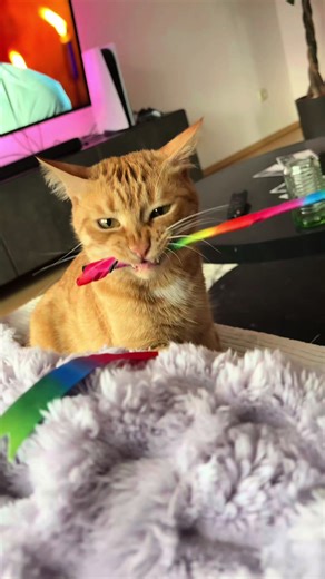 Adorable Classic Ginger Cats in Action