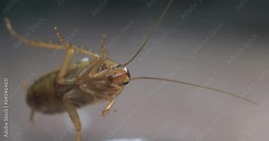 Dirty Insect Cockroach Crawling On The Glass Macro Shot Close Up Red Cockroach