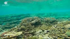 Not only is the Great Barrier Reef big, it also has diverse marine life and habitats. For more than 35 years, our Long-Term Monitoring Program has studied the Reefs’ health by surveying a representative sample and measuring its coral reef habitats. One element our team assess is the level of hard coral cover to understand how surveyed reefs are responding to disturbances. Dive in for a deeper understanding 👇 | Australian Institute of Marine Science