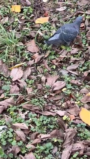 Pigeon having a relaxing walk, living a healthy lifestyle