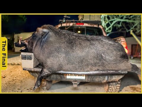 190 Pigs Killed in One Night - Inside the Thermal Tech That’s Ending Pig Raids - Wild Boar Hunting