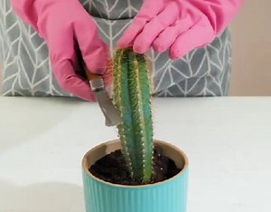 3.1M views · 10K reactions | Awesome indoor gardening tips for you to try! | Green Bean | Facebook