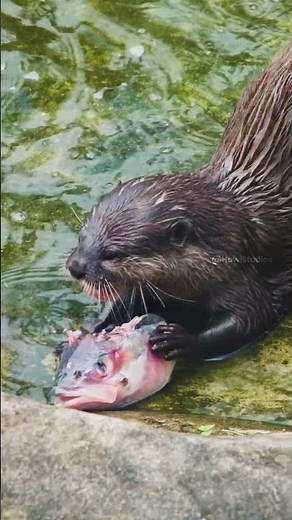 River Otter Eating a Fish