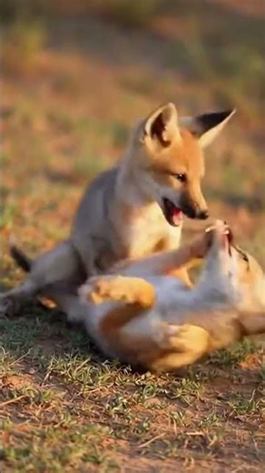 Into the Wild The Secret Lives of India's Foxes Revealed 🦊