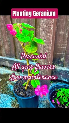 Geranium Propagation from Cuttings | Pelargonium Growing Guide for Beginners #geranium #gardening