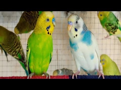 5 Hours of Happy Budgie Sounds 🐦💚 | Cheer Up Your Sad & Lonely Budgies