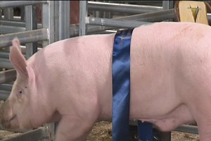 17K views · 112 reactions | Local producers had their sights set today at the annual stud pig sale in Bedgerabong. Vendors travelled from far and wide to auction some of the best breeds available in the state. | 7NEWS Central West | Facebook