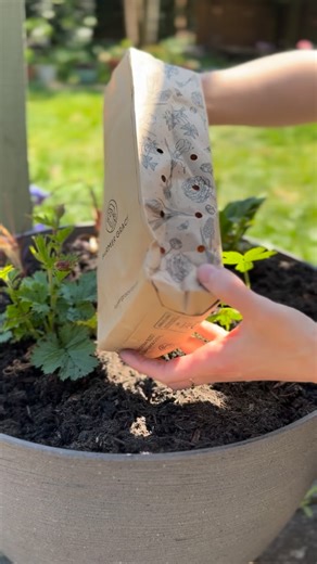 Which dahlias can grow in pots? This answer is simple… all of them! All of the dahlias shown in this reel were growing in containers, most are full size dahlias grown in 30-50cm pots. Often combined with other summer bulbs or perennials such as callas, begonias, ornamental grasses and echinacea. We also have a selection of dwarf dahlias which are well suited to smaller pots and they pack a punch too. But if you have a small container garden, balcony or terrace, don’t assume you need to fill it w